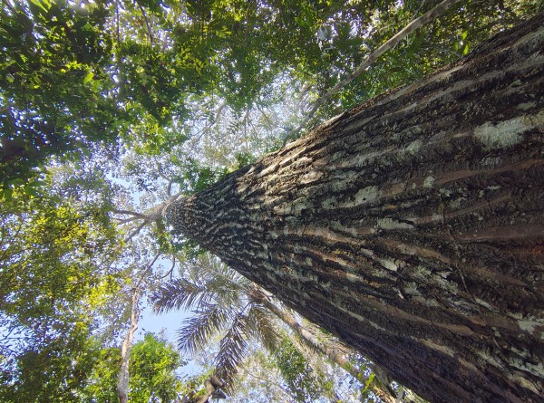 TRILHA DO IGARAPÉ DA CACHOEIRINHA COM VISITA AO LAGO