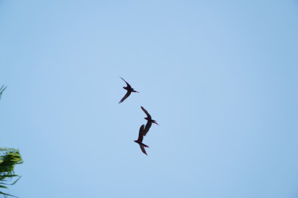 CUNIÃ - Avistamento de avifauna no igarapé do arrozal