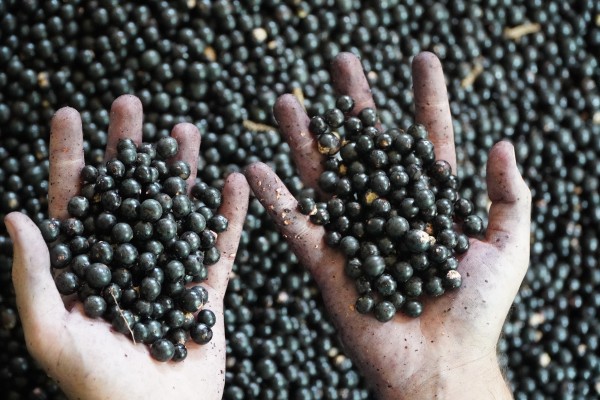 TRILHA DO AÇAIZAL COM VISITA A CASA DE FARINHA